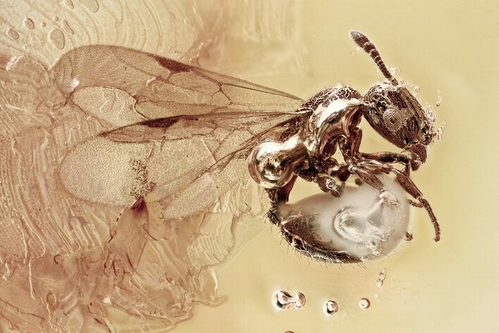 Detailed Fossil Winged Ant (Myrmicinae) In Baltic Amber #349387